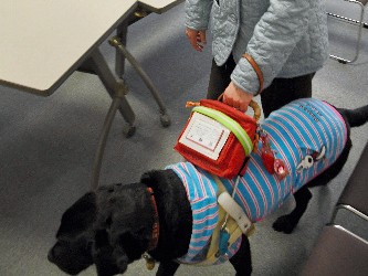 盲導犬とふれあう時の注意点や暮らしぶり、イベントで紹介