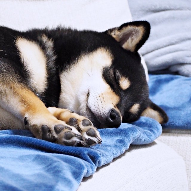 毛布の上ですやすやと眠るサスケくん（画像提供：黒豆柴のサスケさん）