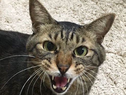 真夜中の雄たけび！　元野良猫「ゴーちゃん」の切ない訴え