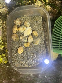 アサリは現在も飼育中。水槽が濁るたびに活用されているそう（山野草さん提供）