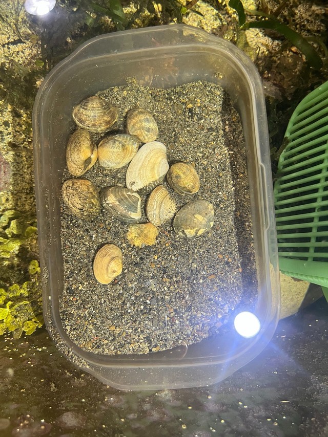 アサリは現在も飼育中。水槽が濁るたびに活用されているそう（山野草さん提供）