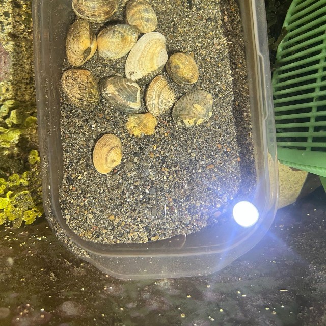 アサリは現在も飼育中。水槽が濁るたびに活用されているそう（山野草さん提供）