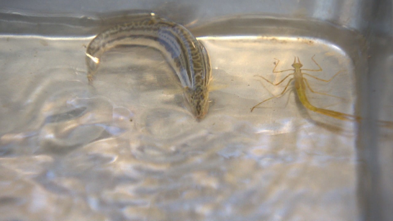 絶滅が危惧される珍しいドジョウ 淡水魚調査で発見 岡山市 Ksbニュース Ksb瀬戸内海放送