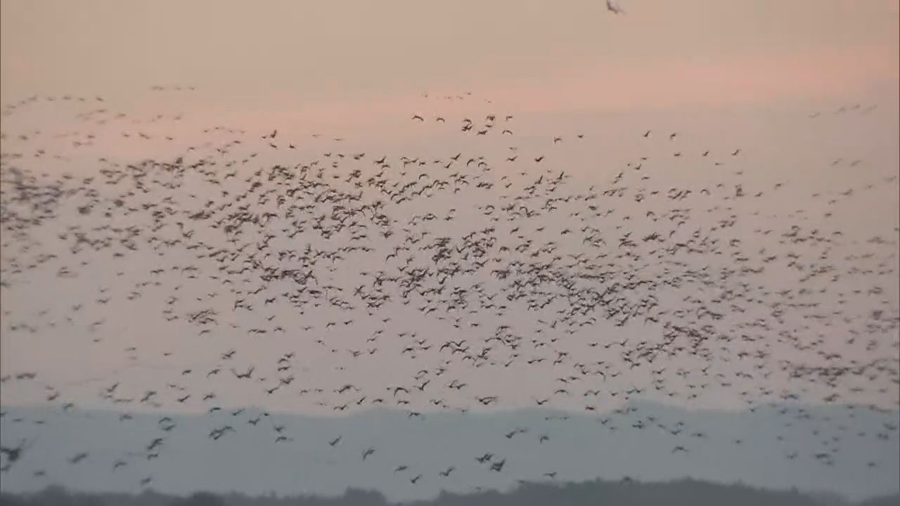 渡り鳥の北紀行が本格化　宮城・伊豆沼