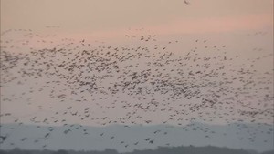 渡り鳥の北帰行が本格化　宮城・伊豆沼