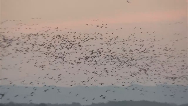 渡り鳥の北帰行が本格化　宮城・伊豆沼