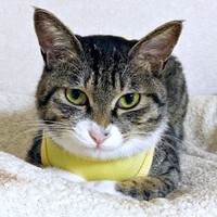 ベッド上からずるっと落ちてしまったクーちゃん（画像提供：いえもりさん）