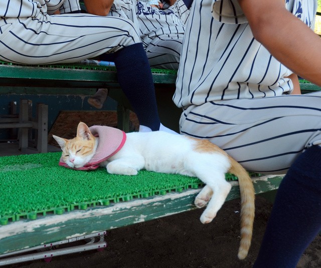 敦賀気比の選手に囲まれ、リラックスして寝るねこ吉=2021年7月23日午後0時1分、福井県敦賀市沓見、柳川迅撮影
