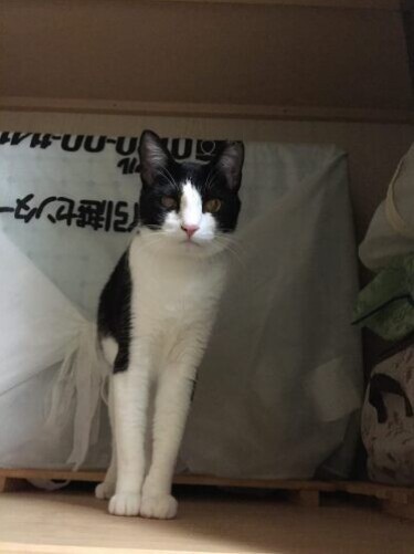 家にきたころの「あん」