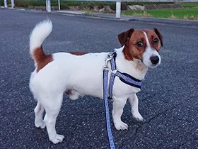 元気で長生きしてね　ジャックラッセルテリアの「ゴンタ」