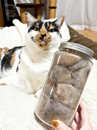 すみれちゃんの抜け毛を大切に保管している飼い主さん（画像提供：みかん（猫のすみれ&レオリン）さん）