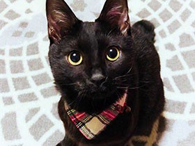 吉田くんよりボクを見て、とアピール　黒猫の「まお」