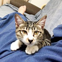 初めてブランケットが無くても飼い主さんのそばに来てくれたソックスくん（画像提供：ソックスとビスケットさん）