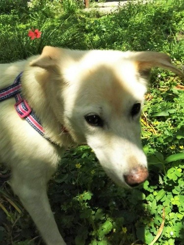 原っぱ散歩で、うれしそうな恥ずかしそうなはな（直実さん提供）