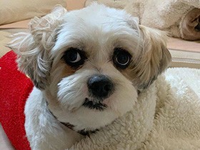 穏やかな性格でみんなに癒やしをお届け　MIX「シャンシャン」