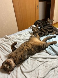 キジトラ猫は「野生味が魅力」という、はるとさん（はるとさん提供）