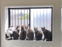 元気だった頃にはお風呂の出窓で他猫たちと列を作り、外を眺めるのが好きだった