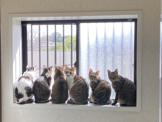 元気だった頃にはお風呂の出窓で他猫たちと列を作り、外を眺めるのが好きだった