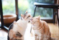 三毛の「小春」（左）は、アメショーの「幸」ねえさん（右）が大好き