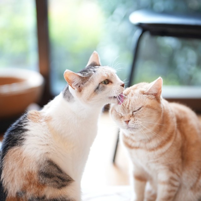 三毛の「小春」（左）は、アメショーの「幸」ねえさん（右）が大好き