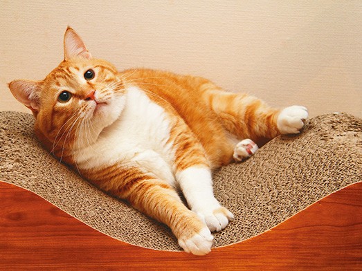 しょんぼり顔で甘えん坊の猫　「ぐっぴー」インスタで話題沸騰