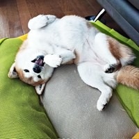 へそ天になってくつろぐ涼夏ちゃん（画像提供：Kさん）