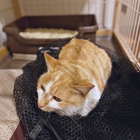 保護直後、家での生活が始まったカランちゃん（画像提供：かもぴさん）