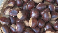 幻の栗とも呼ばれている「哲西栗」