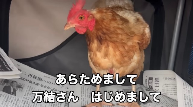 迎え入れた直後の万結さん／藤田さん（@-ChickensChannel）提供