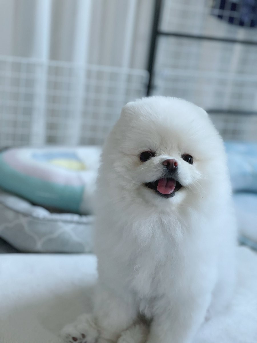 作家さんによる瞳が生きているように美しく、リアル過ぎる一刀彫のポメラニアン 自宅で芸を磨くポメラニアン、タッチしてコロンする動画が16万回再生と