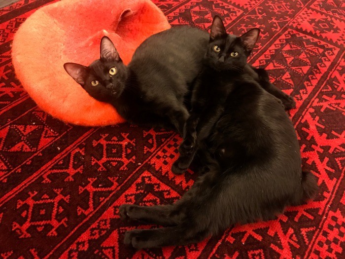 子猫の頃がすでに懐かしい