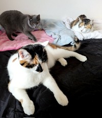 貴重なスリーショット♡ （左奥）ブリちゃん、（中央）シナちゃん（右奥）トビ子ちゃん（画像提供：tobi8/8さん）