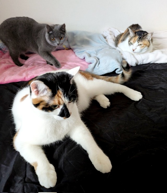 貴重なスリーショット♡ （左奥）ブリちゃん、（中央）シナちゃん（右奥）トビ子ちゃん（画像提供：tobi8/8さん）