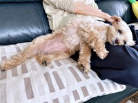 膝枕でのんびりするまろちゃん（画像提供：まろこちゃん）