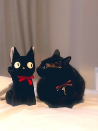 あんた、誰？＝黒猫のこねろくさん（@nkknrk）提供
