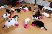 えさの時間はこんな状態に