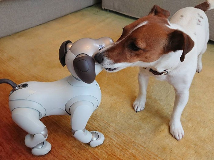 アイボとじゃれあうジャック・ラッセル・テリア＝ソニー提供