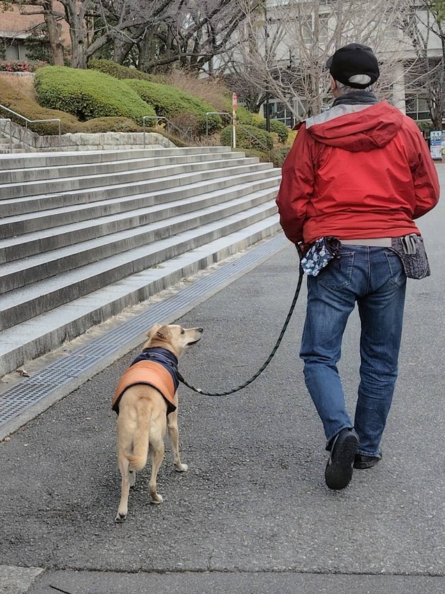 お父さんとの朝晩の散歩が日課