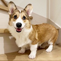 佇まいがイケワン!  笑顔が愛らしいボスくん（画像提供：一番星ぶん太 B.B.B Corgisさん）