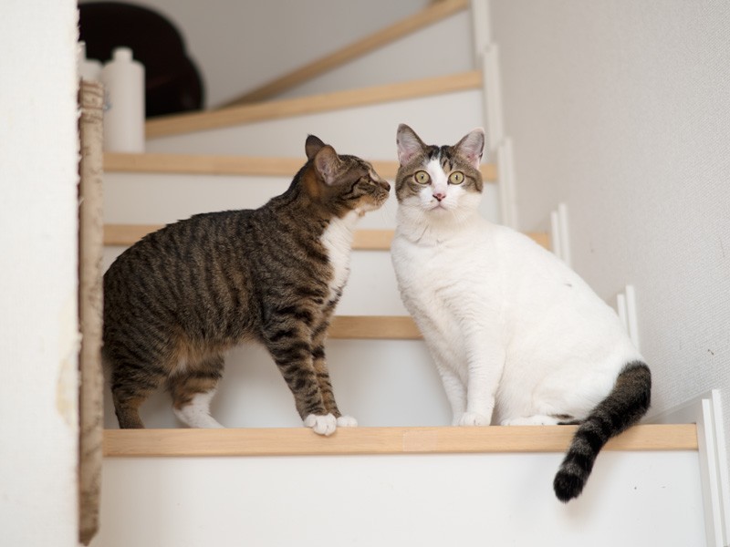 「姉さん、今日ちょっとお肌荒れてない？ストレスかしら」（小林写函撮影）