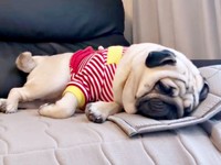 すやすや眠っているむさしくん（画像提供：パグのむさしさん）