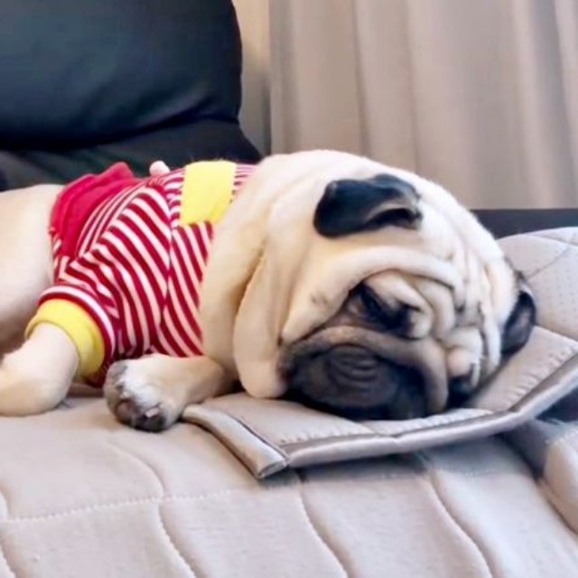 すやすや眠っているむさしくん（画像提供：パグのむさしさん）