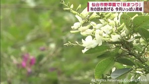 仙台市野草園　秋の訪れ告げる萩まつり始まる