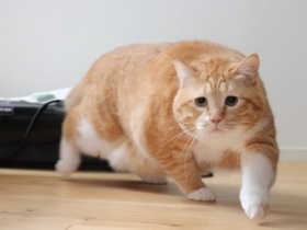 床すれすれ、ぐっぴーの腹…　猫が多義語の使い方を解説