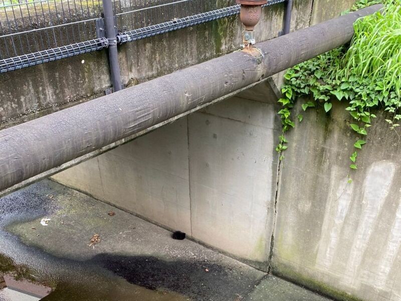 救出前、水路に黒い点のように見えるのが子猫。上から転落したと思われる（甲田さん提供）