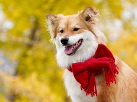 苦手な橋を克服！　がんばって歩く姿に勇気をもらった　ミックス犬「ココ」