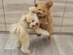 断末魔のような叫びにまたしても寝ない子犬　２匹目のトイプーも波乱の予感