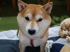 いつものおやつタイムなぜかカメラ目線　よく笑う豆柴「いちこ」