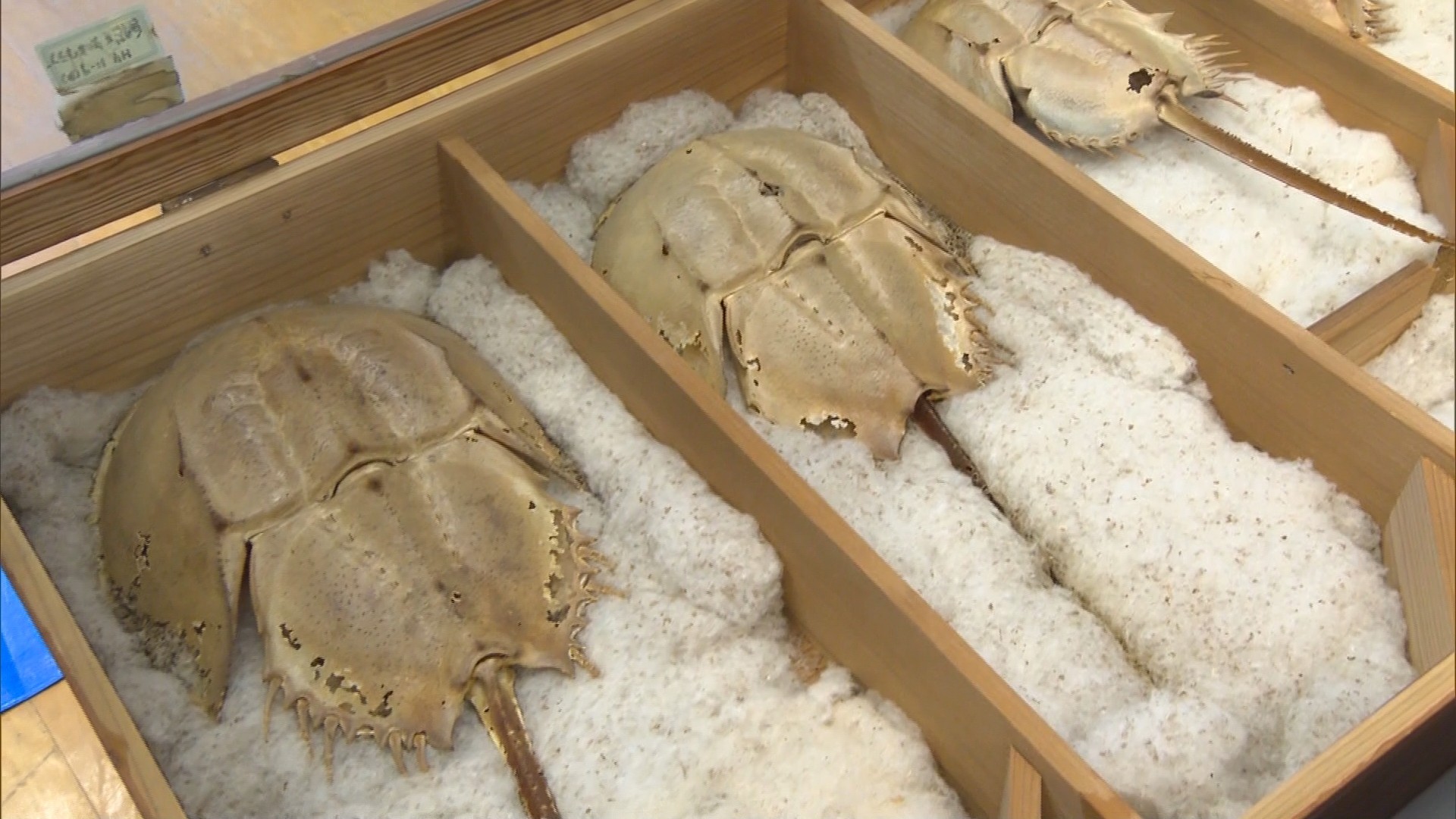 カブトガニの殻 Yahoo!オークション - 国産 カブトガニ 脱皮殻 貴重 標本 甲殻類