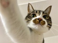 ふうパーーンチ